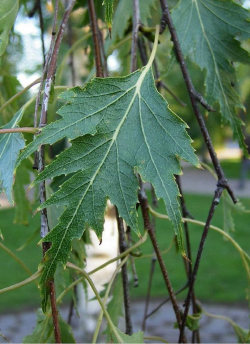 BETULA verrucosa DALECARLICA