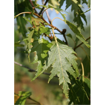 BETULA verrucosa DALECARLICA