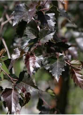 BETULA verrucosa PURPUREA