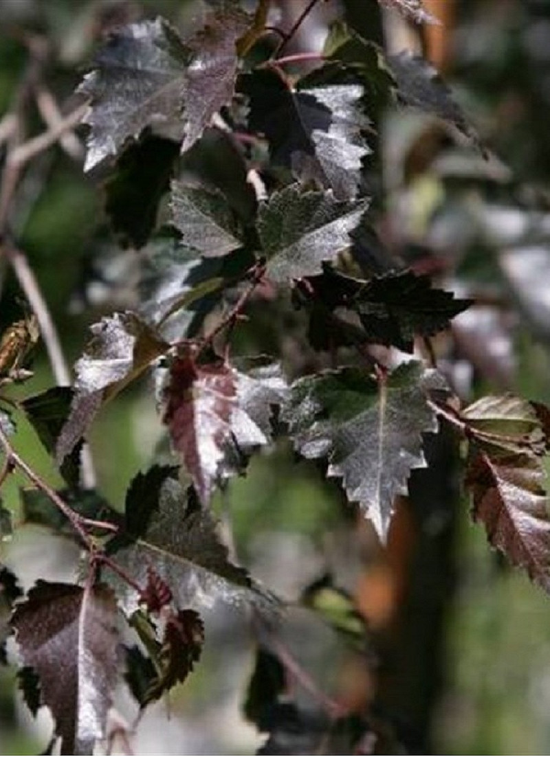 BETULA verrucosa PURPUREA