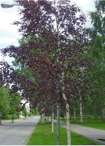 BETULA verrucosa PURPUREA