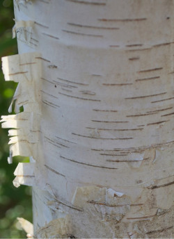 BETULA verrucosa FASTIGIATA
