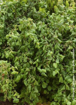 CORYLUS avellana CONTORTA