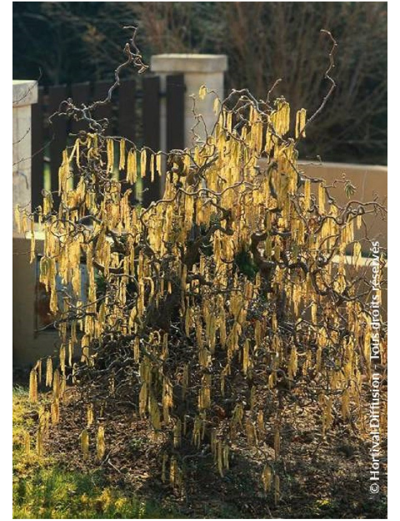 CORYLUS avellana CONTORTA