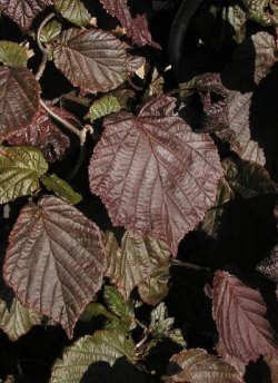 CORYLUS avellana RED MAJESTIC
