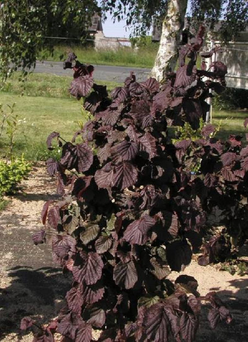 CORYLUS avellana RED MAJESTIC