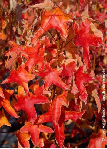 LIQUIDAMBAR styraciflua ALBOMARGINATA MANON (Copalme d'Amérique albomarginata Manon)