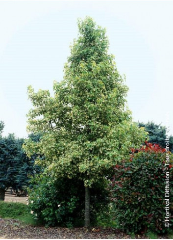 LIQUIDAMBAR styraciflua ALBOMARGINATA MANON (Copalme d'Amérique albomarginata Manon)