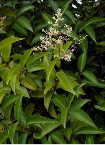 Topiaire (Plante taillée) - LIGUSTRUM japonicum (Troène du Japon)