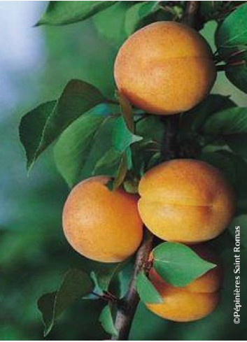 ABRICOTIER PÊCHE DE NANCY (Prunus armeniaca)