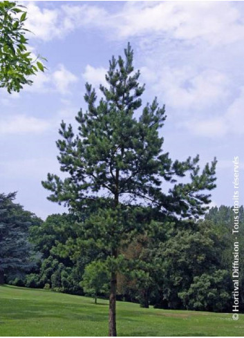 PINUS sylvestris (Pin sylvestre)