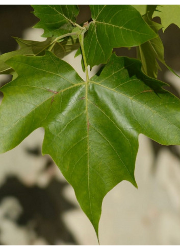 PLATANUS acerifolia (Platane à feuilles d'érable)