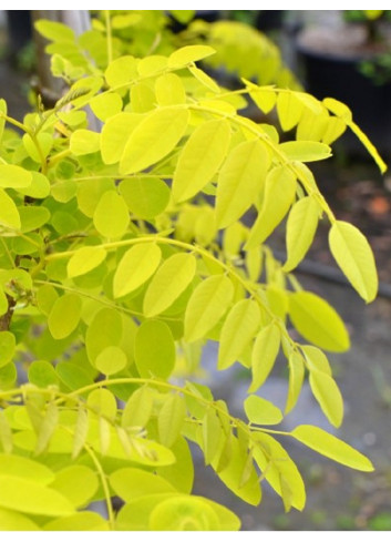 ROBINIA pseudoacacia FRISIA (Robinier doré)