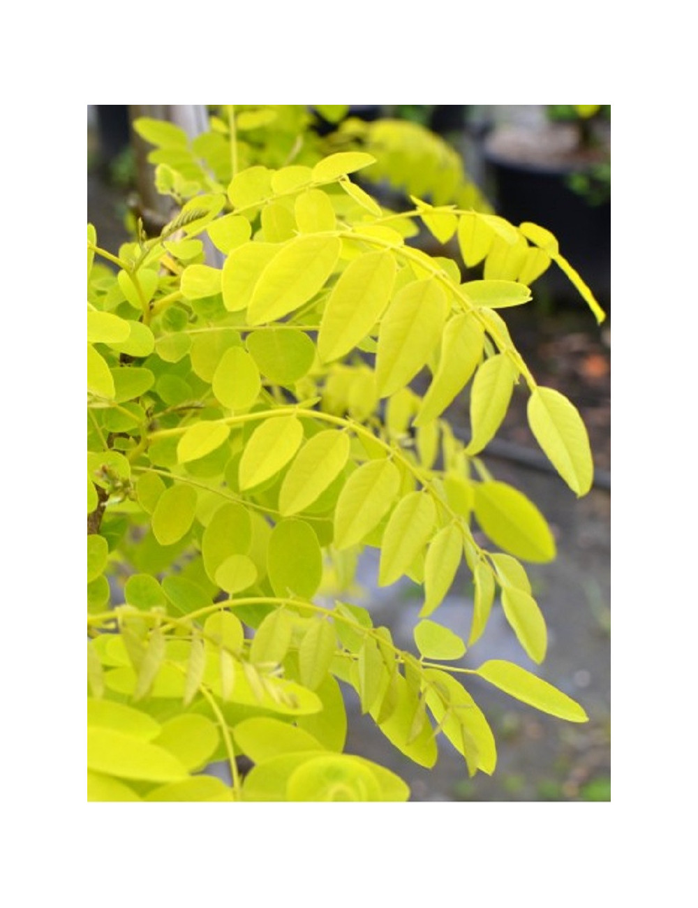 ROBINIA pseudoacacia FRISIA (Robinier doré)