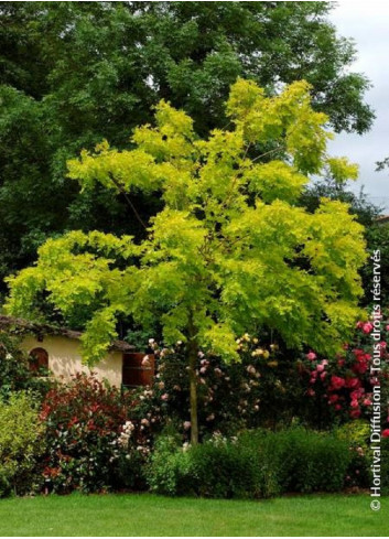 ROBINIA pseudoacacia FRISIA (Robinier doré)