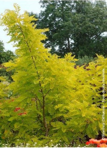 ROBINIA pseudoacacia FRISIA (Robinier doré)