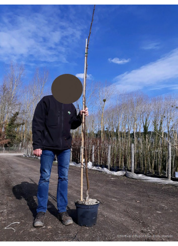 ROBINIA pseudoacacia FRISIA (Robinier doré) En pot forme forme baliveau