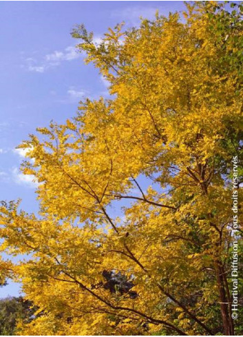 ROBINIA pseudoacacia FRISIA (Robinier doré)