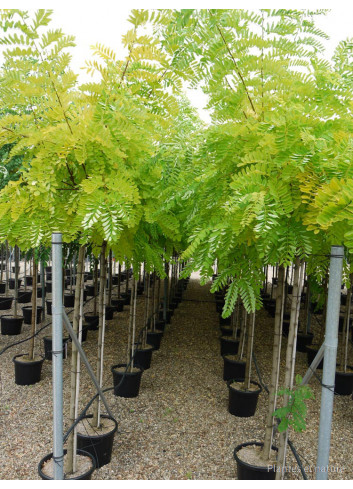 ROBINIA pseudoacacia UMBRACULIFERA (Robinier boule)