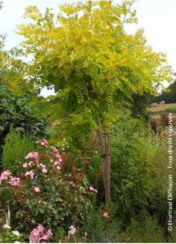 ROBINIA pseudoacacia FRISIA (Robinier doré)