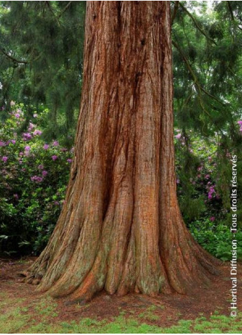 SEQUOIADENDRON giganteum (Séquoia géant)
