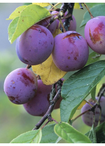 PRUNIER REINE CLAUDE VIOLETTE (Prunus domestica)