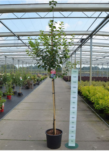 PRUNIER (Prunus domestica) En pot de 15-20 litres forme tige hauteur du tronc 110-130 cm
