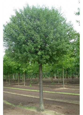 PRUNUS fruticosa GLOBOSA (Cerisier du Japon boule)