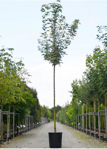 ACER platanoides DRUMMONDII (Érable plane panaché) En pot de 35-50 litres forme tige hauteur du tronc 180-200 cm