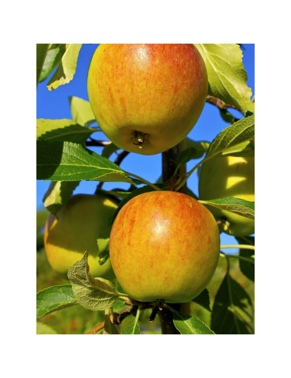 POMMIER COX'S ORANGE PIPPIN (Malus domestica)