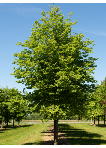 TILIA cordata GREENSPIRE (Tilleul des bois, Tilleul à petites feuilles)
