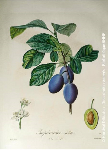 PRUNIER QUETSCHE D'ALSACE (Prunus domestica)