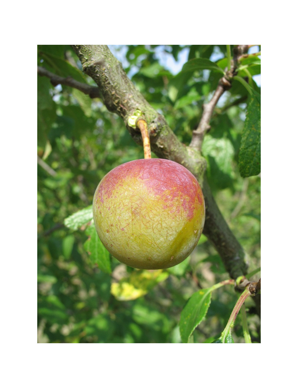 PRUNIER REINE CLAUDE DORÉE (Prunus domestica)