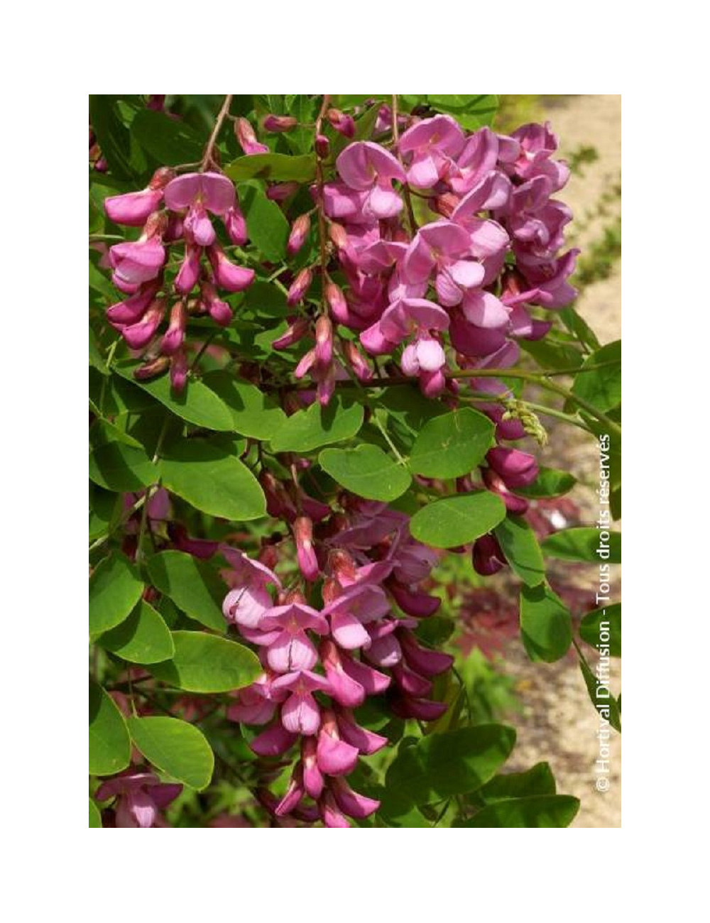 ROBINIA margaretta CASQUE ROUGE (Faux acacia ou Robinier Casque Rouge)