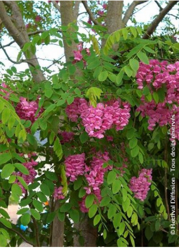 ROBINIA margaretta CASQUE ROUGE (Faux acacia ou Robinier Casque Rouge)