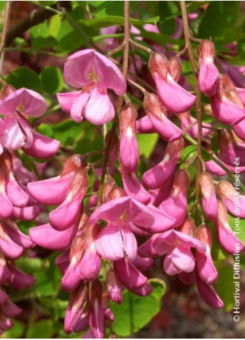 ROBINIA margaretta CASQUE ROUGE (Faux acacia ou Robinier Casque Rouge)