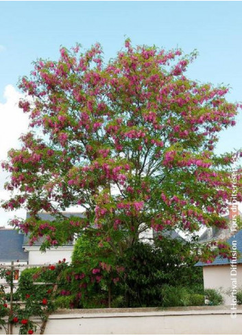ROBINIA margaretta CASQUE ROUGE (Faux acacia ou Robinier Casque Rouge)
