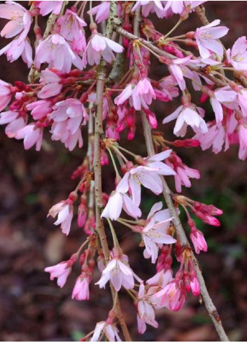 PRUNUS subhirtella PENDULA RUBRA (Cerisier du Japon pleureur rouge)