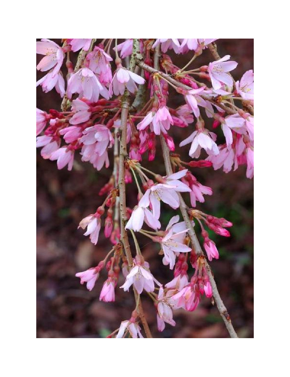 PRUNUS subhirtella PENDULA RUBRA (Cerisier du Japon pleureur rouge)