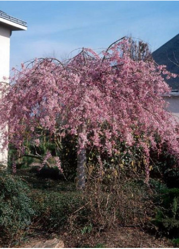 PRUNUS subhirtella PENDULA RUBRA (Cerisier du Japon pleureur rouge)