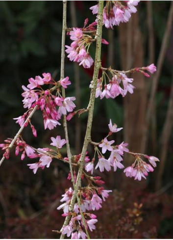 PRUNUS subhirtella PENDULA RUBRA (Cerisier du Japon pleureur rouge)