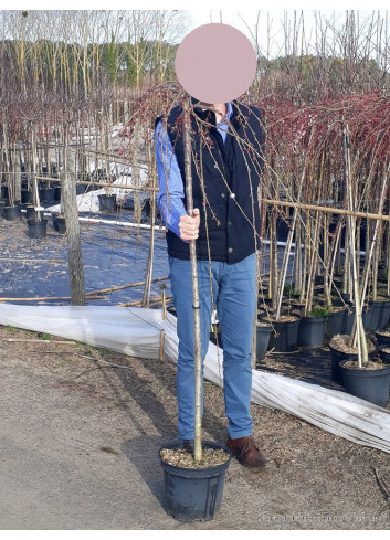 PRUNUS subhirtella PENDULA RUBRA (Cerisier du Japon pleureur rouge) En pot forme tige hauteur du tronc 110-130 cm