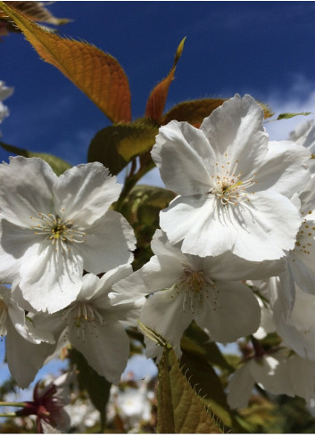 PRUNUS serrulata TAIHAKU (Cerisier des collines Taihaku)