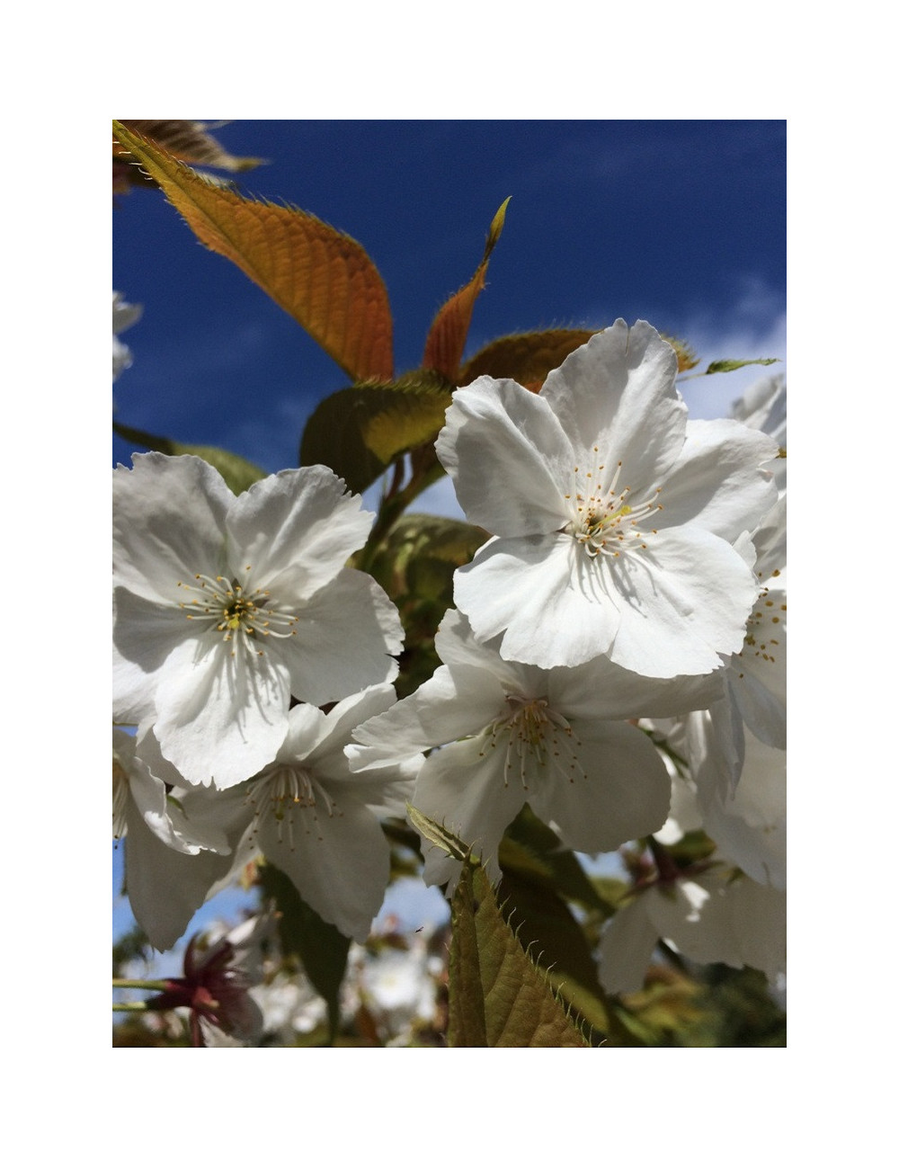 PRUNUS serrulata TAIHAKU (Cerisier des collines Taihaku)