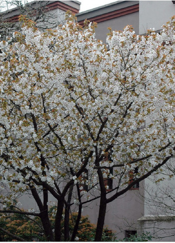 PRUNUS serrulata TAIHAKU (Cerisier des collines Taihaku)1