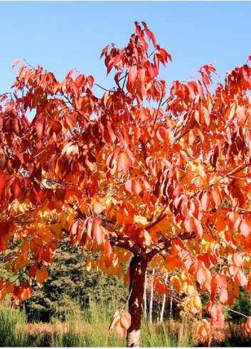 PRUNUS serrulata TAIHAKU (Cerisier des collines Taihaku)2