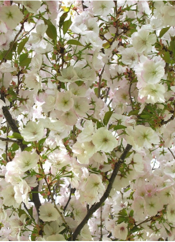 PRUNUS serrulata SUNSET BOULEVARD (Cerisier des collines Sunset boulevard)