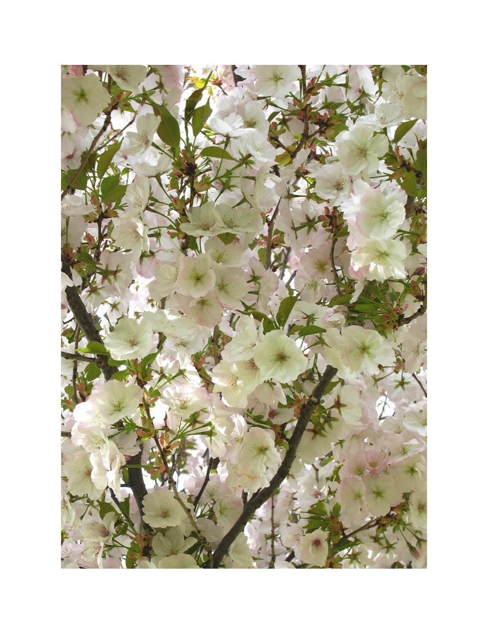 PRUNUS serrulata SUNSET BOULEVARD (Cerisier des collines Sunset boulevard)