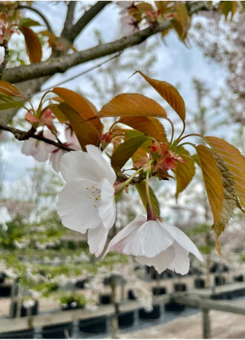 PRUNUS serrulata SUNSET BOULEVARD (Cerisier des collines Sunset boulevard)3