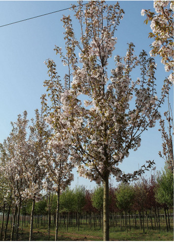 PRUNUS serrulata SUNSET BOULEVARD (Cerisier des collines Sunset boulevard)1